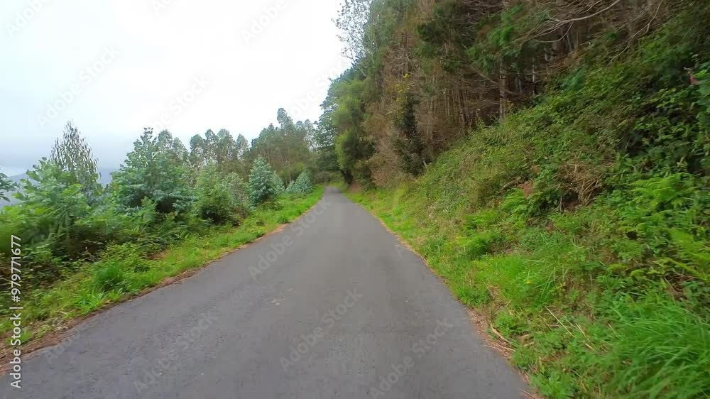 Asphalt road in the woods - POV Carview