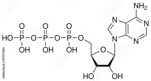 ATP Adenosintriphosphat Biochemie Strukturformel Vektor