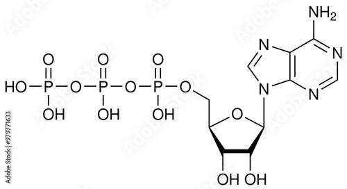 ATP Adenosintriphosphat Biochemie Strukturformel Vektor