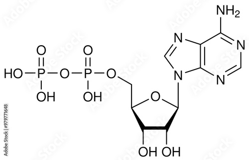 ADP Adenosindiphosphat Biochemie Strukturformel Vektor