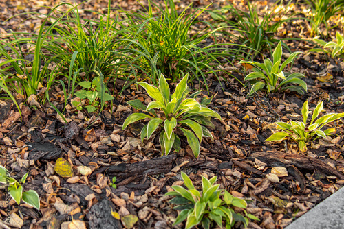 Mulching the soil with bark. Mulch of flowerbed with pine or larch bark. Hosta on flower bed and fallen leaves