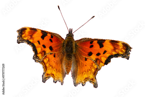 Satyr Comma (Polygonia satyrus) Butterfly Photo, Over a Transparent Isolated PNG Background photo