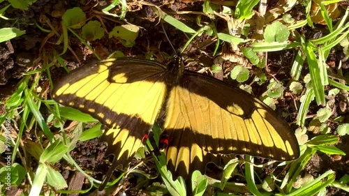 Video shows species of butterfly eliminating a liquid that resembles urine. Yellow butterfly with black (Thoas Swallowtail, Papillio thoas, king swallowtail) on green grass. photo