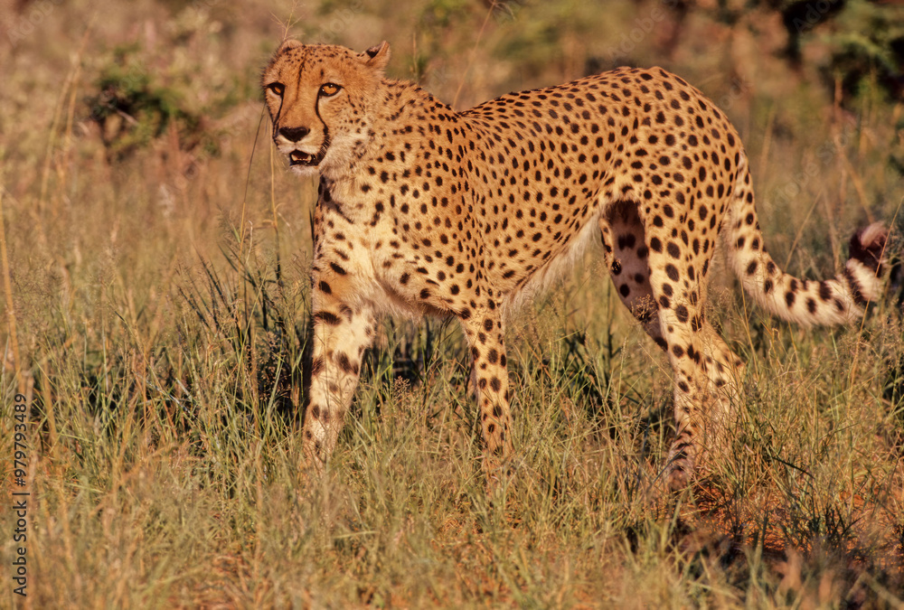 Cheetah Cheetah