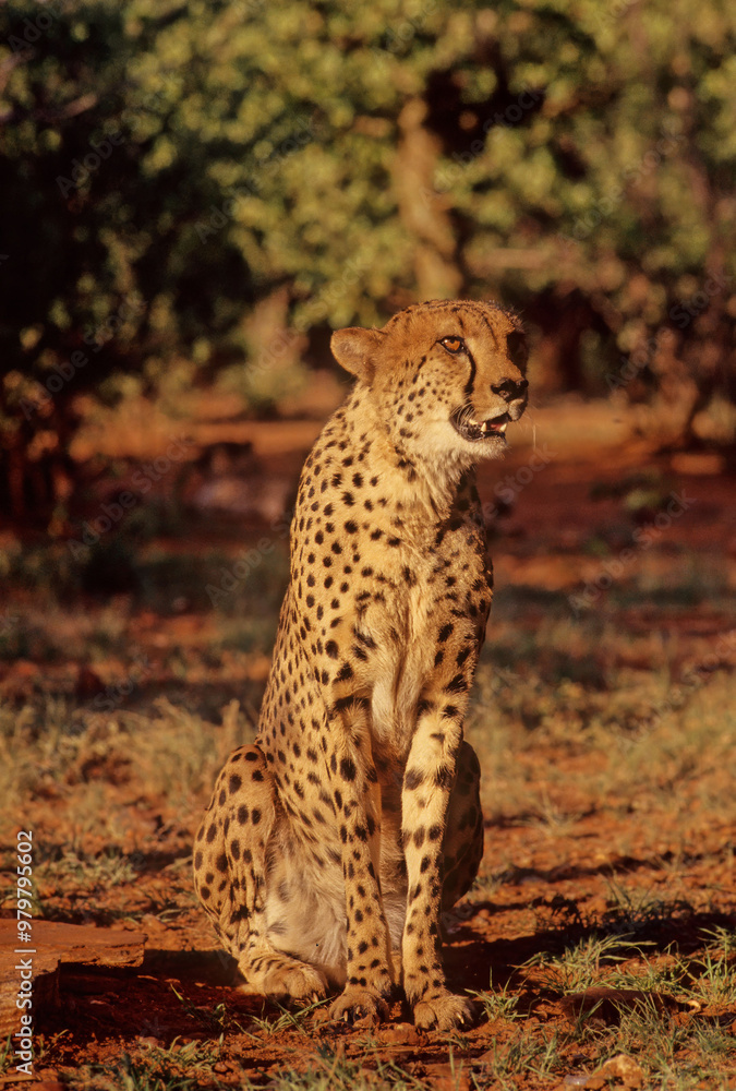 Fototapeta premium Cheetah