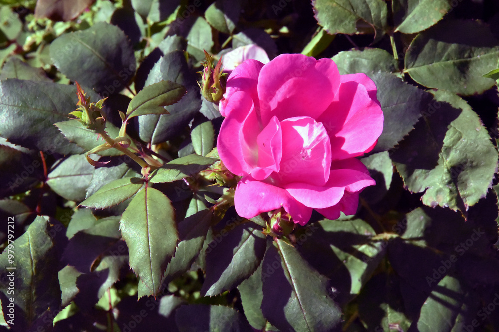 Pink rose in the garden