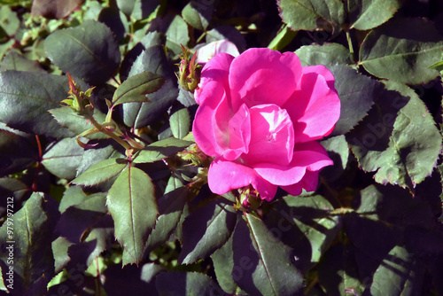 Obraz na płótnie Pink rose in the garden w salonie