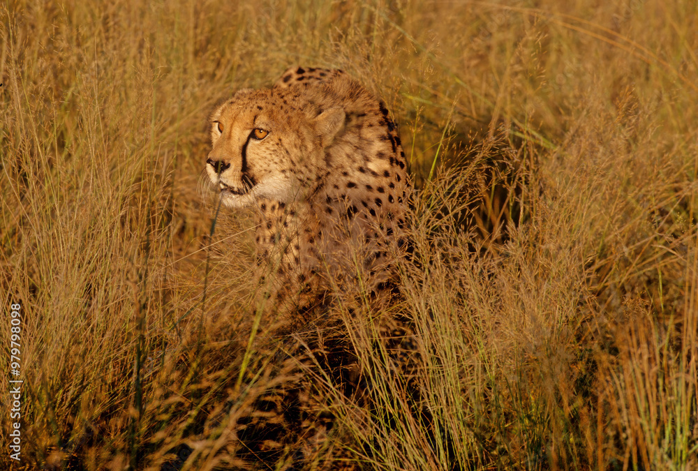 Naklejka premium Cheetah