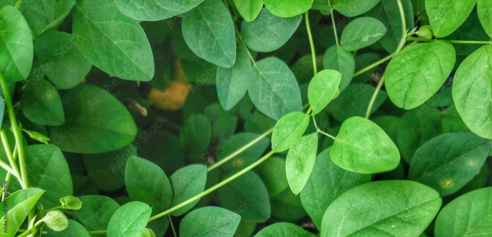 A close-up shot of lush green leaves with a vibrant texture, showcasing the beauty of nature's details. A close-up shot of lush green leaves with a vibrant texture, showcasing the beauty of nature's details.