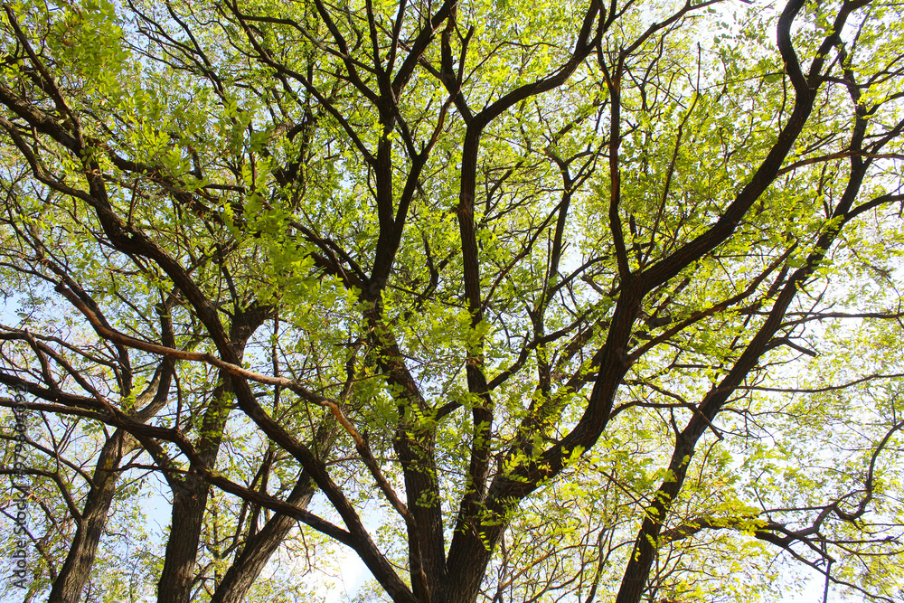 tree in the sky, branches against sky tree in the sky, branches against sky
