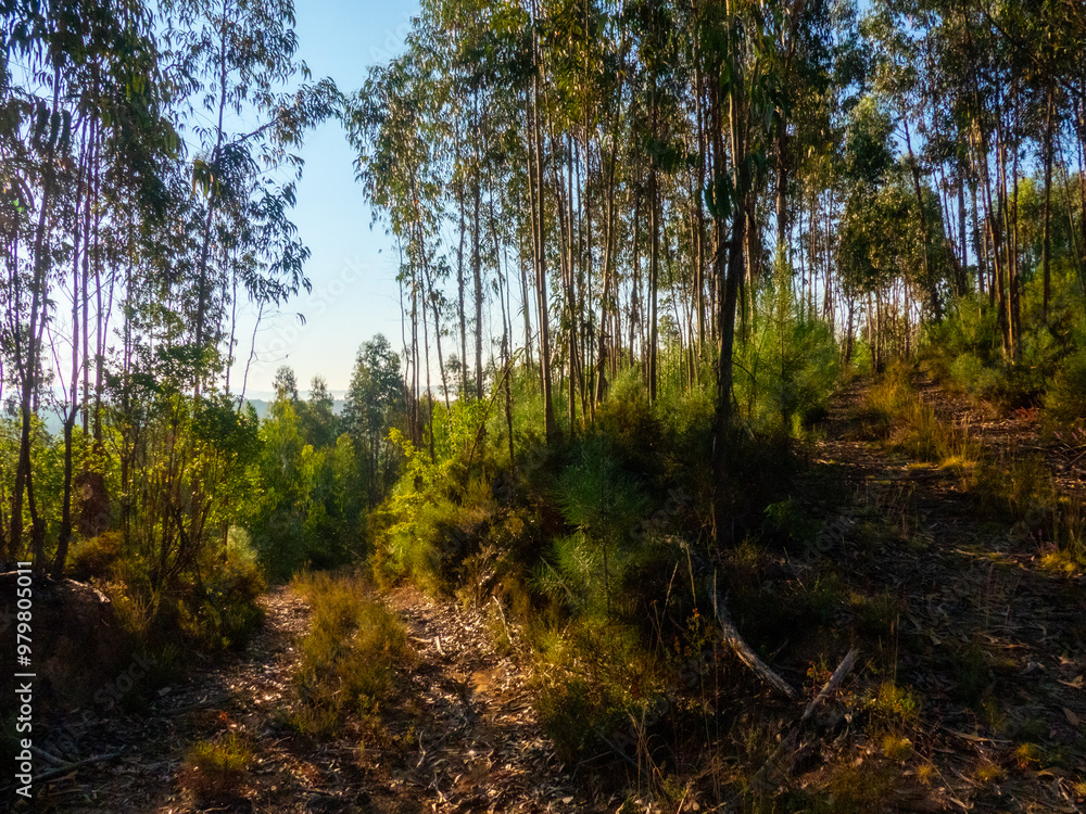 Obraz premium forest in the morning