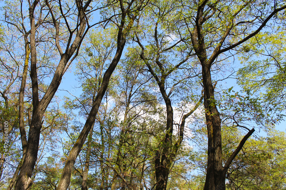 acacia trees in the forest, tree branches and sky acacia trees in the forest, tree branches and sky
