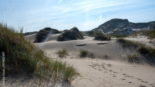 Dunes with beach grass on the North Sea coast