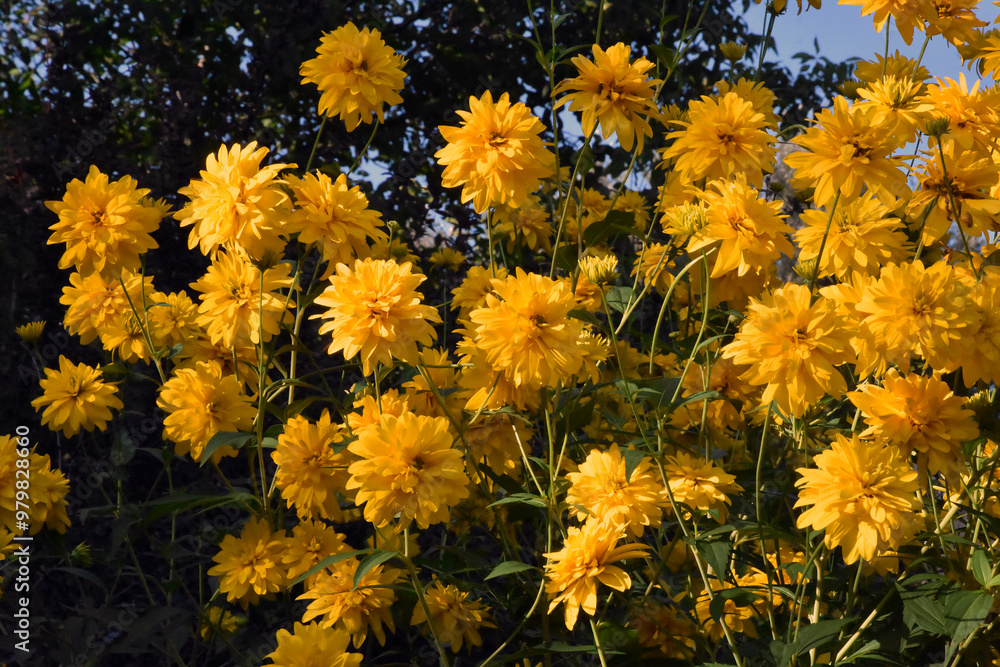 yellow flowers in the garden