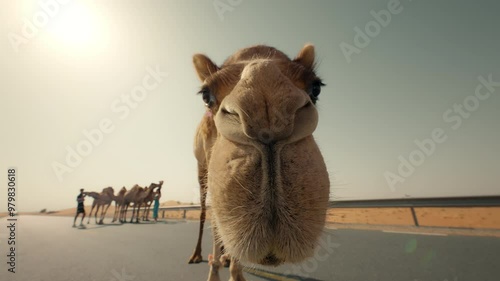 Wallpaper Mural Curious camel standing on a desert street and looking in the camera Torontodigital.ca