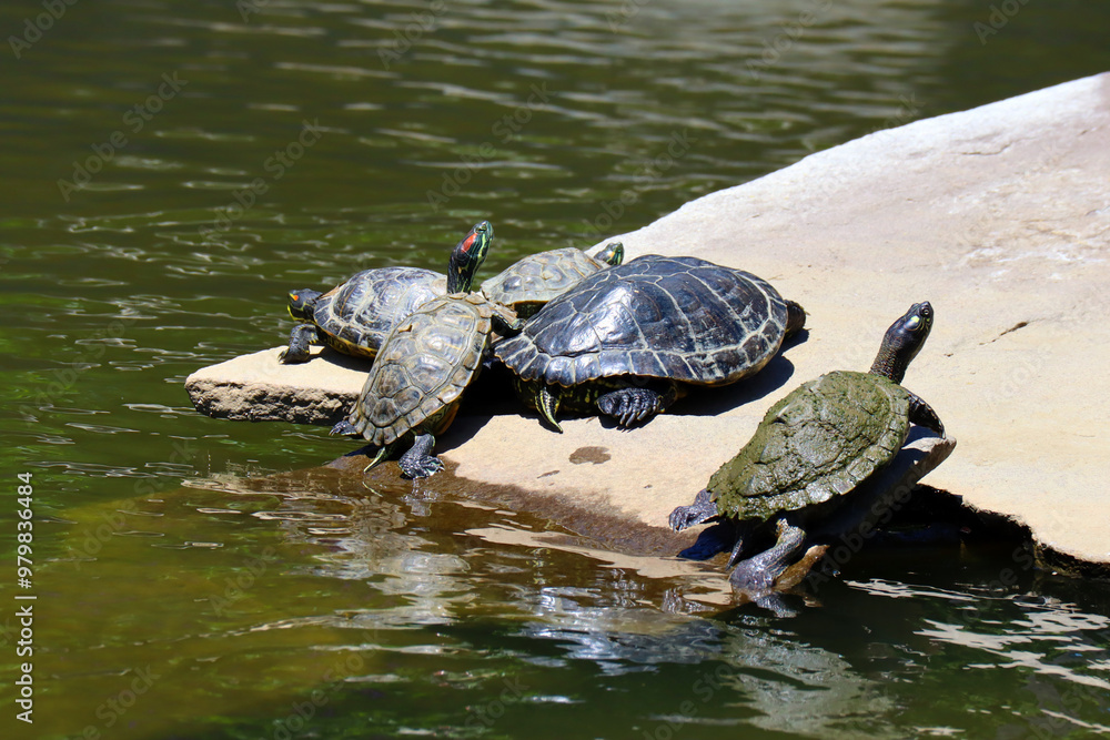 Freshwater Turtles (Trachemys Scripta) taking a sunbathing Freshwater Turtles (Trachemys Scripta) taking a sunbathing
