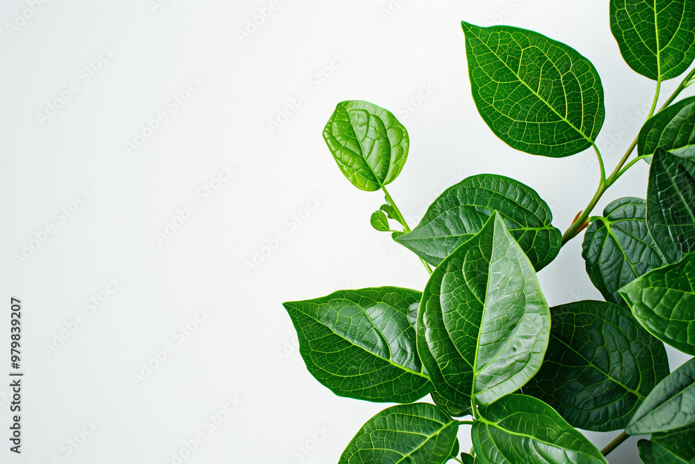 Fototapeta premium green leaves on a white background, natural and ecological