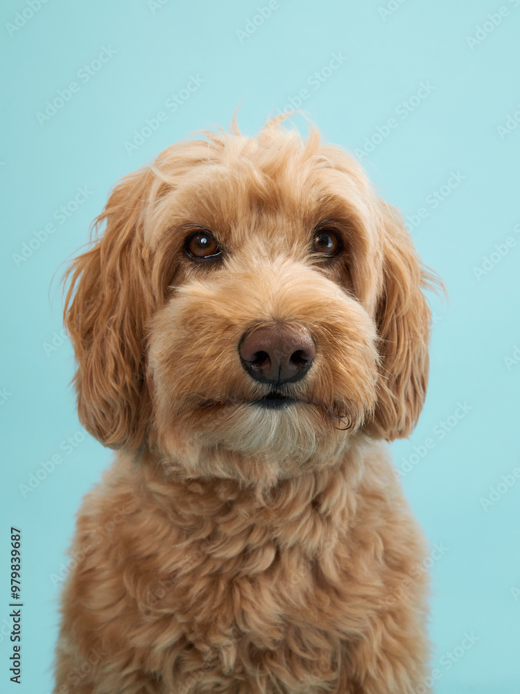 A Labradoodle with curly fur sits calmly, looking straight ahead with a neutral expression against a light blue background. A Labradoodle with curly fur sits calmly, looking straight ahead with a neutral expression against a light blue background.