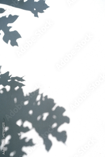 Natural Leaves of tree texture shadow overlay on white background, black and white monochrome tone, abstract shadow nature leaf art on concrete wall. Copy space. Vertical.