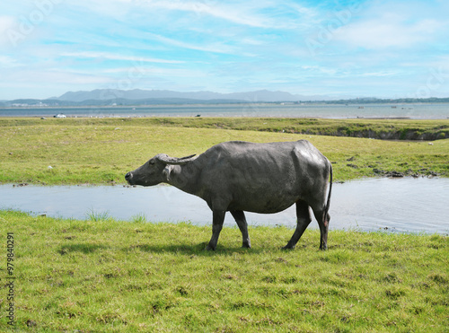 Thai Buffalo standing alone on the grass field near lake at Ban Tha Rit campground as know as New Zealand in Thailand in Lopburi Province, Thailand.