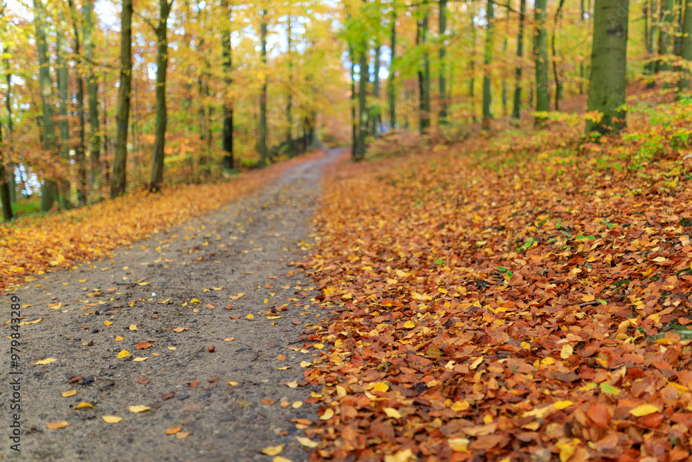 Autumn Forest Path Covered with Fallen Leaves Autumn Forest Path Covered with Fallen Leaves