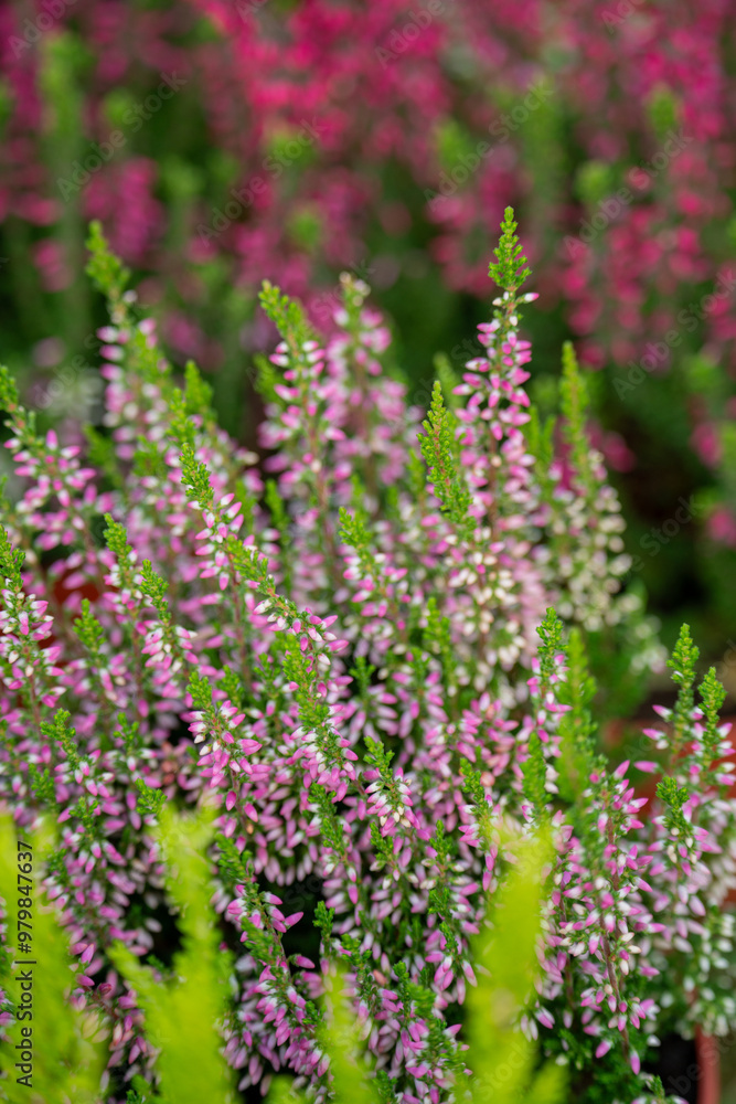 Beautiful heathers of different colors Beautiful heathers of different colors