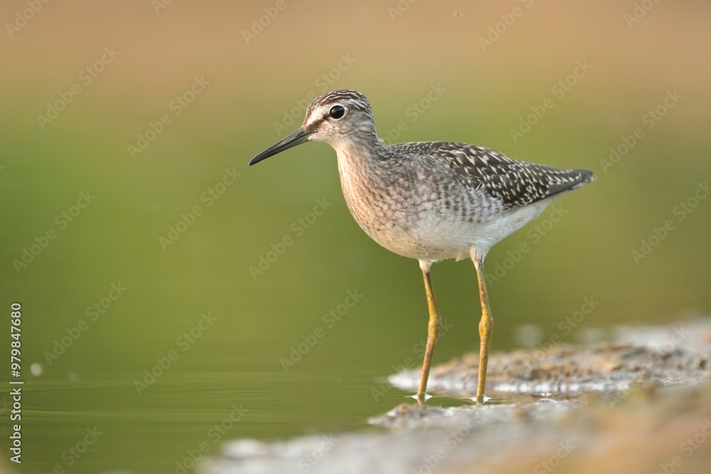 Wood sandpiper Tringa glareola bird rain water in pond wetland wading shorebirds waders young nature wildlife cute darling, beautiful animal, lovely animal, ornithology, fauna wildlife Europe Wood sandpiper Tringa glareola bird rain water in pond wetland wading shorebirds waders young nature wildlife cute darling, beautiful animal, lovely animal, ornithology, fauna wildlife Europe