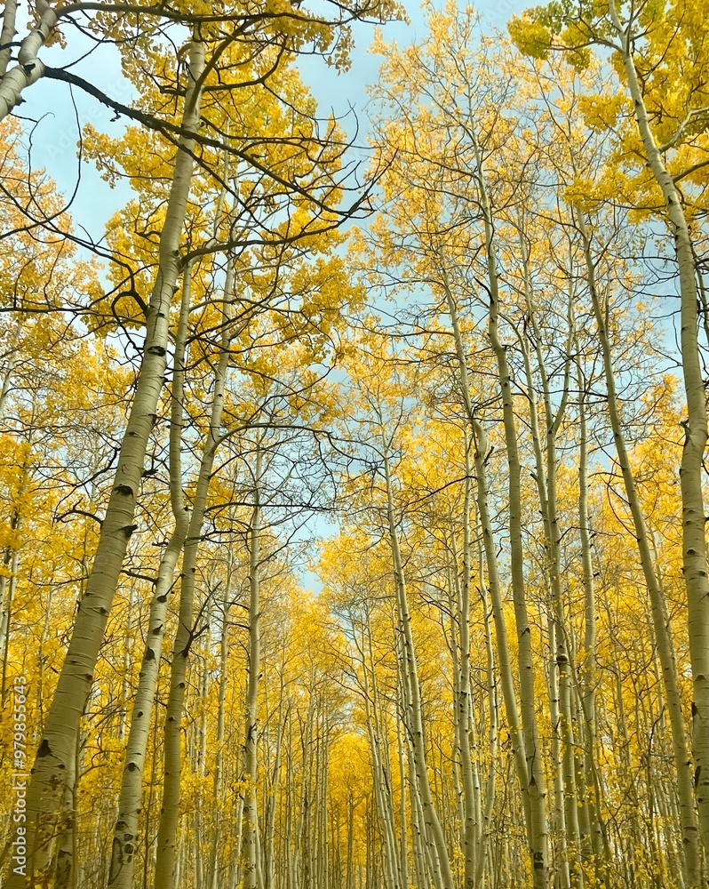 autumn trees in the forest autumn trees in the forest