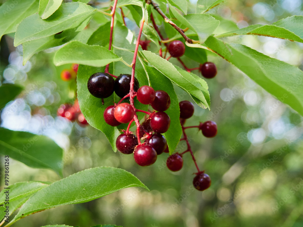 Prunus padus, known as bird cherry, hackberry, hagberry, or Mayday tree Prunus padus, known as bird cherry, hackberry, hagberry, or Mayday tree
