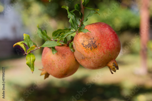 Pomegranate fruits hanging on tree branch selective focus, close-up. Organic pomegranates ripe and ready for harvest.