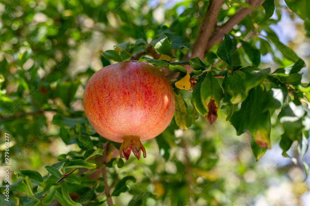 Pomegranate fruit on a tree branch. Organic pomegranate ripe and ready to harvest. Pomegranate fruit on a tree branch. Organic pomegranate ripe and ready to harvest.