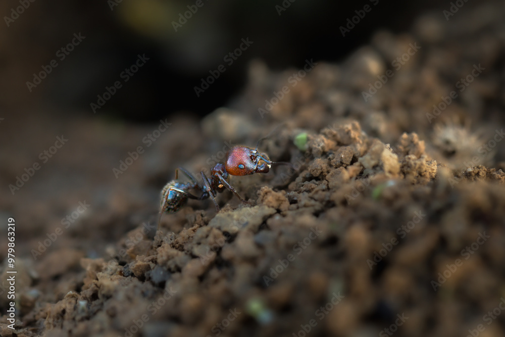 ant close up carrying materials ant close up carrying materials