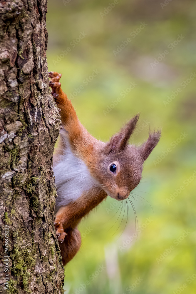 Red squirrel (sciurus vulgaris)