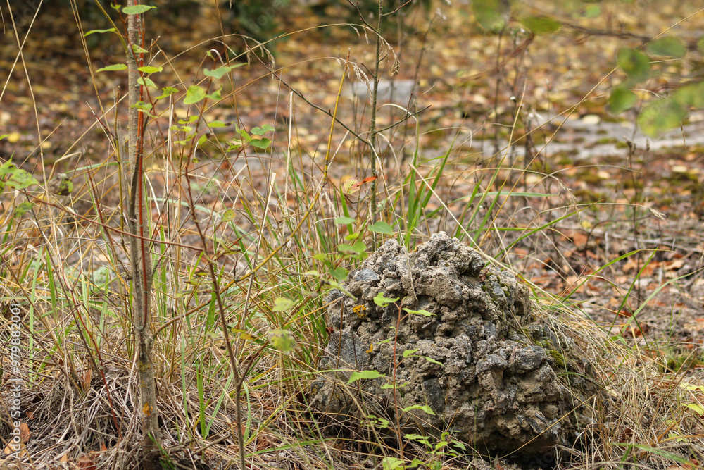 Obraz premium A patch of ground with grass, small plants, and a rock. The earthy tones and organic details highlight the simplicity of the natural environment