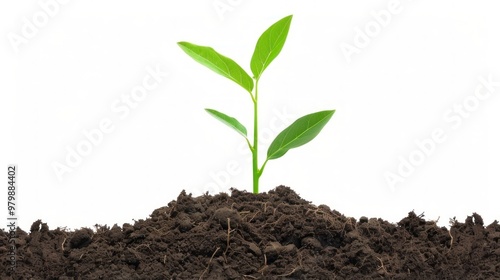 A small green plant is growing in a pile of dirt