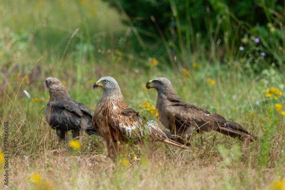 Fototapeta premium Milan royal,.Milvus milvus , Red Kite