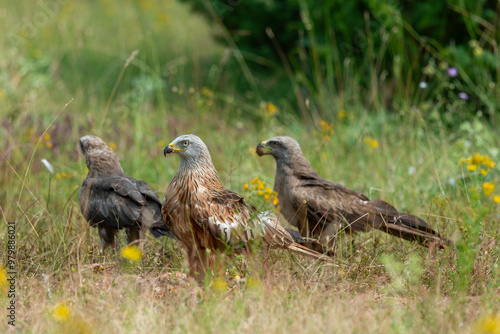 Milan royal,.Milvus milvus , Red Kite