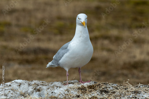 Goéland bourgmestre,.Larus hyperboreus, Glaucous Gull photo