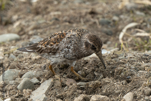 Pluvier doré,.Pluvialis apricaria, European Golden Plover photo