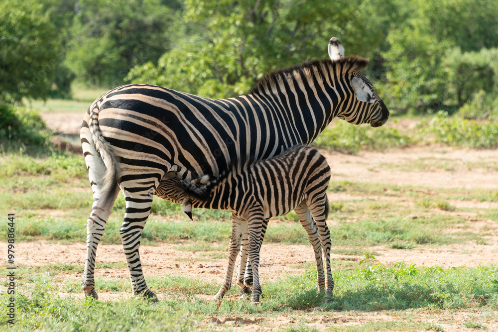 Zèbre de Burchell,.Equus quagga burchelli, Parc national Kruger, Afrique du Sud Zèbre de Burchell,.Equus quagga burchelli, Parc national Kruger, Afrique du Sud