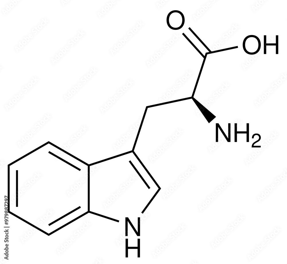Tryptophan Aminosäure Chemie Strukturformel Vektor Tryptophan Aminosäure Chemie Strukturformel Vektor
