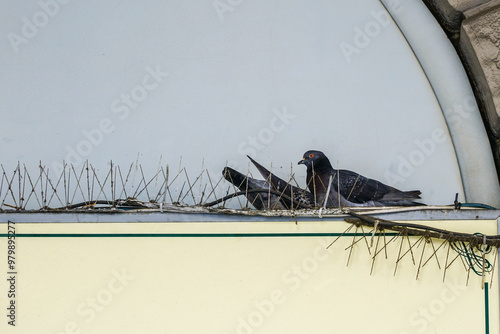 Принти на полотні Pigeons are sleeping on the eaves of the house, ignoring the bird repeller needl