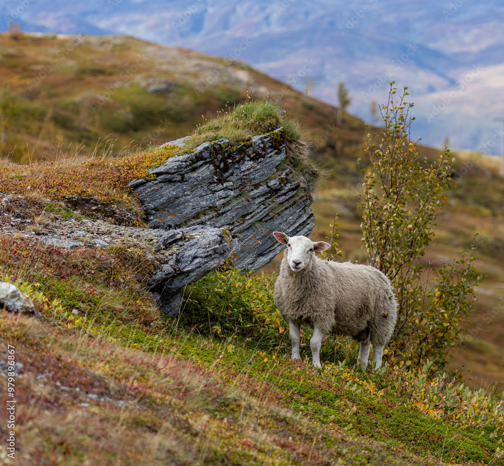 Fototapeta premium Lamb in hilly terrain, mountains of Tromsø
