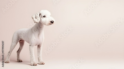 A Bedlington Terrier standing gracefully on a light solid color background, showcasing its unique coat and expressive face photo