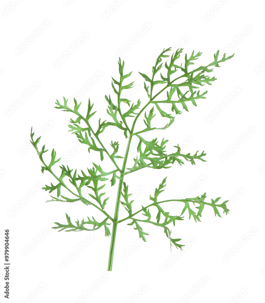 One green carrot twig isolated on white One green carrot twig isolated on white