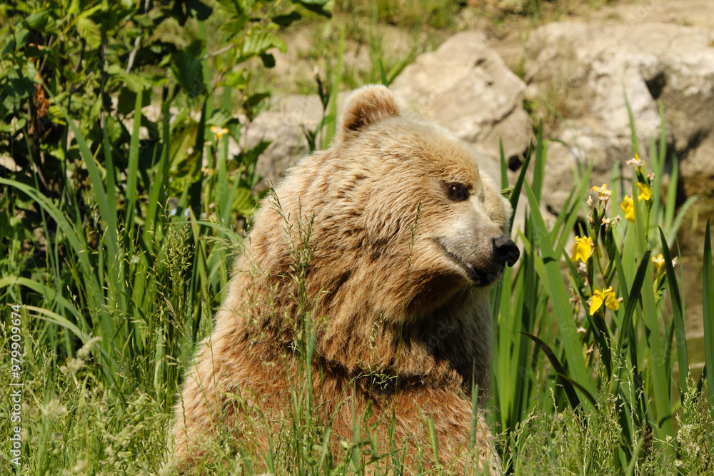 Fototapeta premium Bär im Sommer
