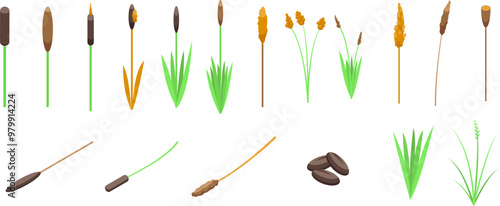 Grass reed icons set. Set of cattail plants growing in different stages