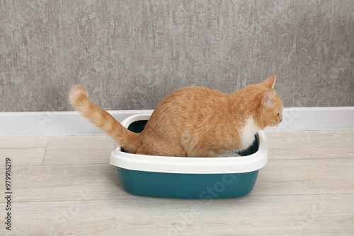 Cute ginger cat in litter tray on floor indoors photo