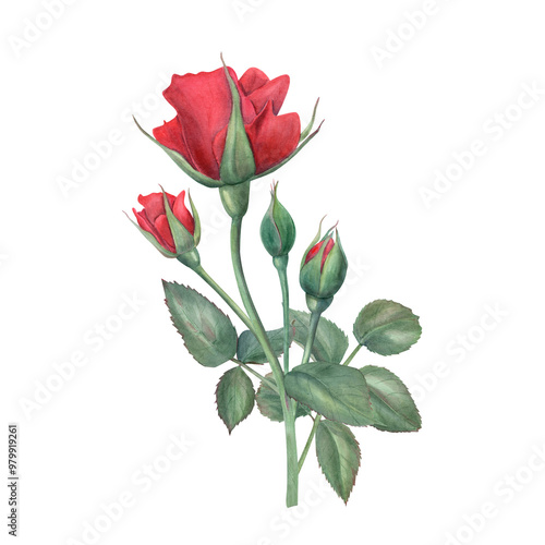 Garden red rose bouquet watercolor hand painted illustration. Vintage realistic blooming flowers, buds and green leaves on stem for wedding greeting, romantic invitation, for memory day