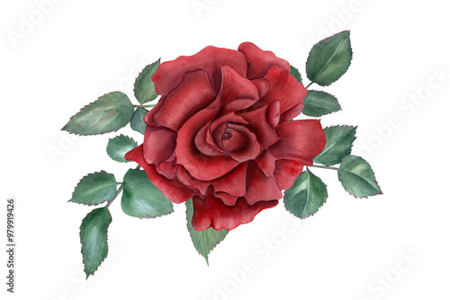Natural floral garden blooming red rose watercolor print. Flower with green leaves composition in realistic style. Bouquet or wallpaper design, Valentine day, Mother day cards, stationary